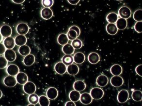levend bloed analyse voor het herkennen van stofwisselings- en immuunsystemen